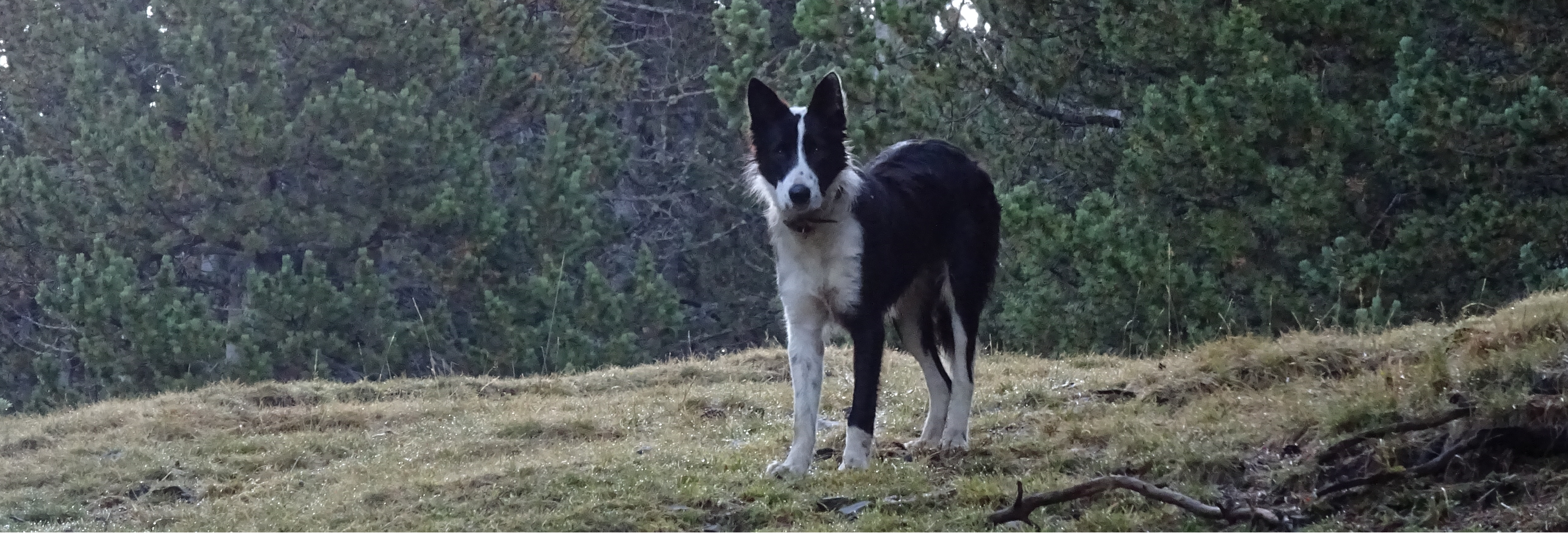 Les chiens de conduite du troupeau