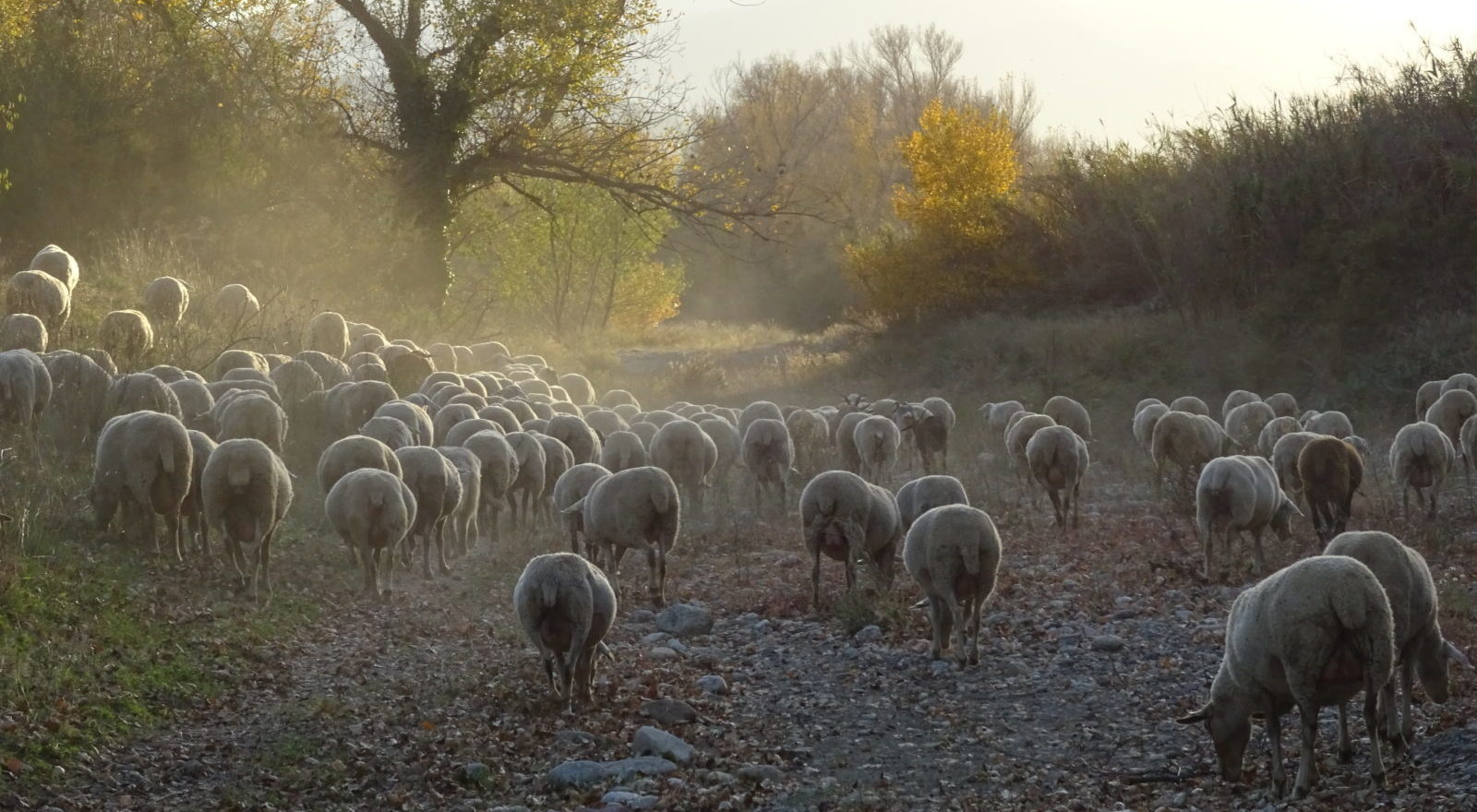 Brebis en pleine nature