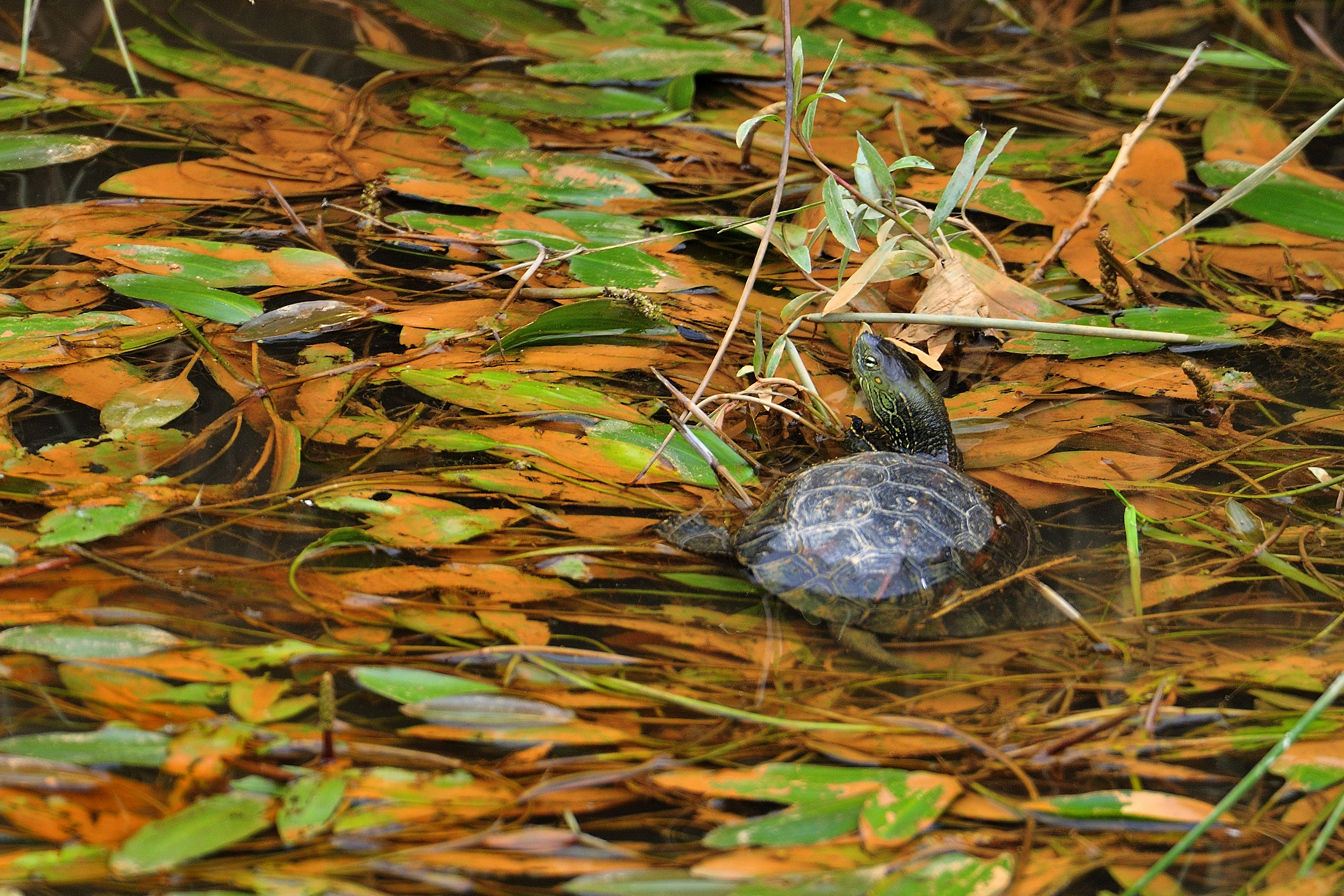 L’environnement naturel de la bergerie